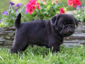 Photo of Winston