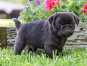 Photo of Winston