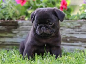 Photo of Winston