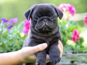 Photo of Winston
