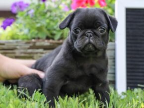 Photo of Wanda