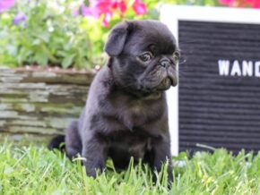 Photo of Wanda