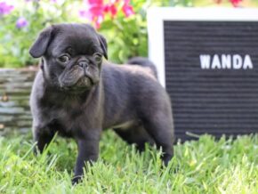 Photo of Wanda