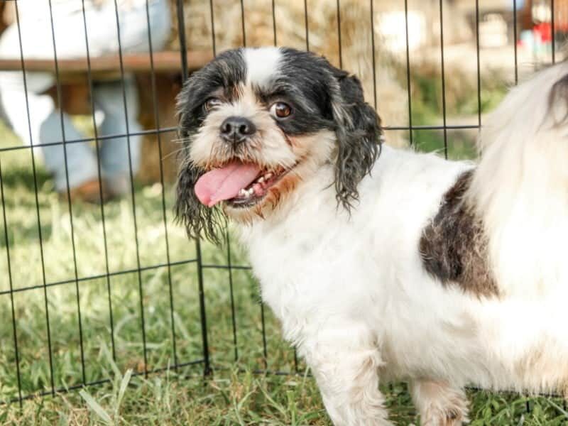 Charlie, our Lhasa Apso sire at Rocky Top Puppies in Kentucky.