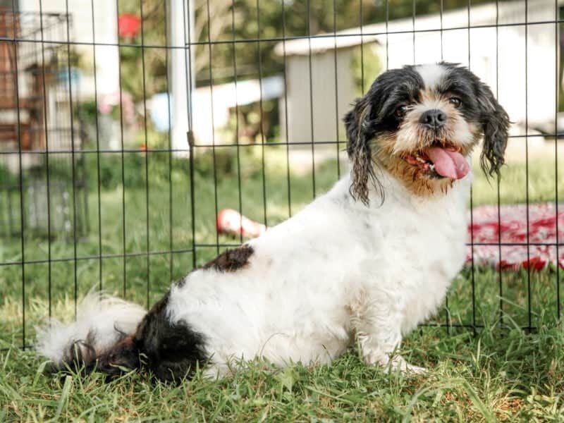 Charlie, our Lhasa Apso sire at Rocky Top Puppies in Kentucky.