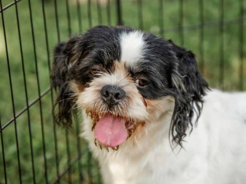 Charlie, our Lhasa Apso sire at Rocky Top Puppies in Kentucky.