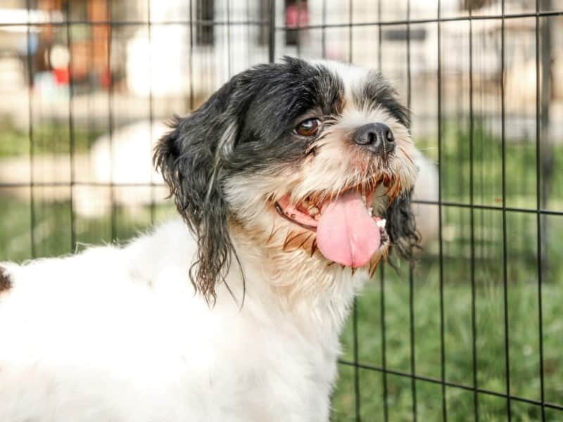 Charlie, our Lhasa Apso sire at Rocky Top Puppies in Kentucky.