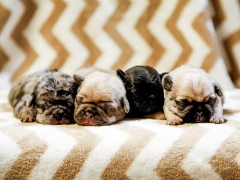 Duke-Macy Pug image