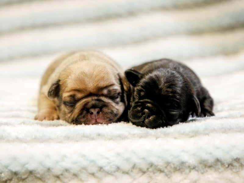 Duke-Macy Pug image
