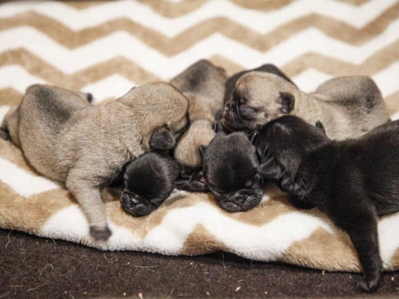 Butch-Annabelle Pug image