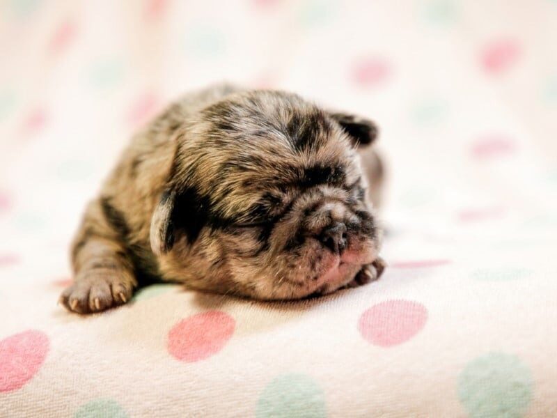Melissa, a Pug puppy at Rocky Top Puppies in Kentucky.