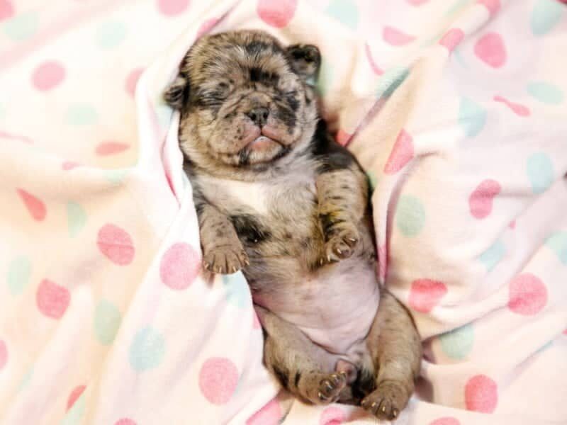 Melissa, a Pug puppy at Rocky Top Puppies in Kentucky.