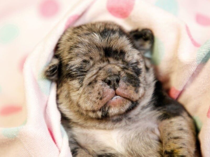 Melissa, a Pug puppy at Rocky Top Puppies in Kentucky.