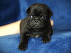 Micah at Rocky Top Puppies