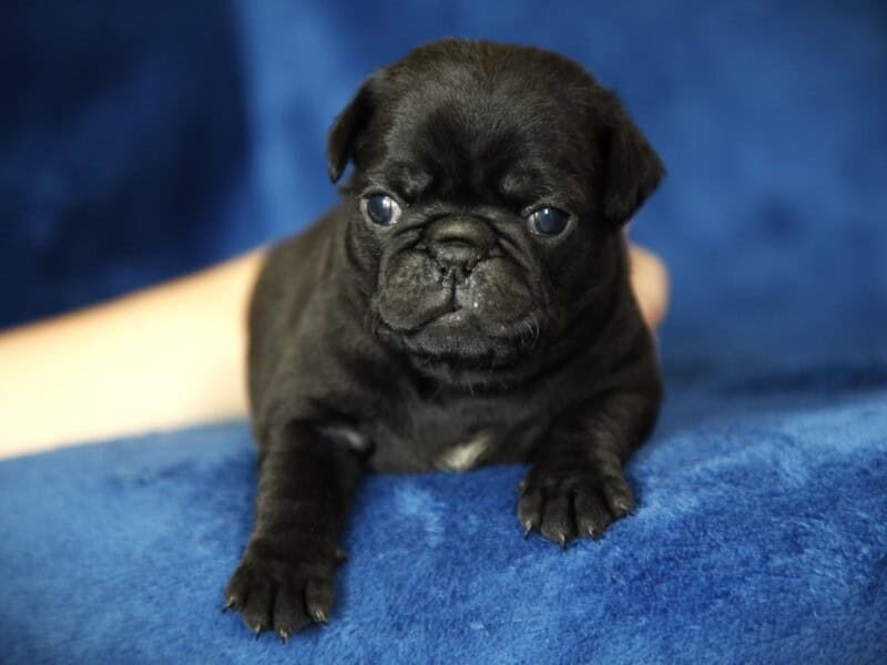 Micah, a Pug puppy at Rocky Top Puppies in Kentucky.
