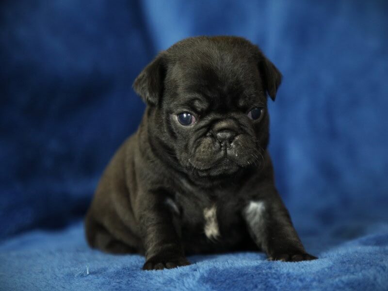 Micah, a Pug puppy at Rocky Top Puppies in Kentucky.