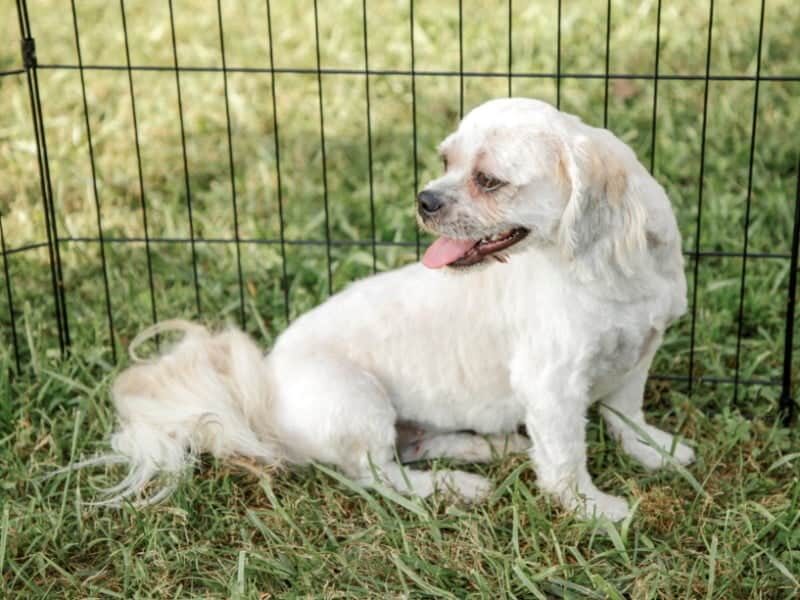 Lorelei, our Lhasa Apso dam at Rocky Top Puppies in Kentucky.