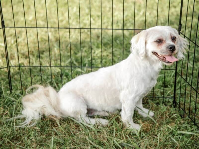 Lorelei, our Lhasa Apso dam at Rocky Top Puppies in Kentucky.