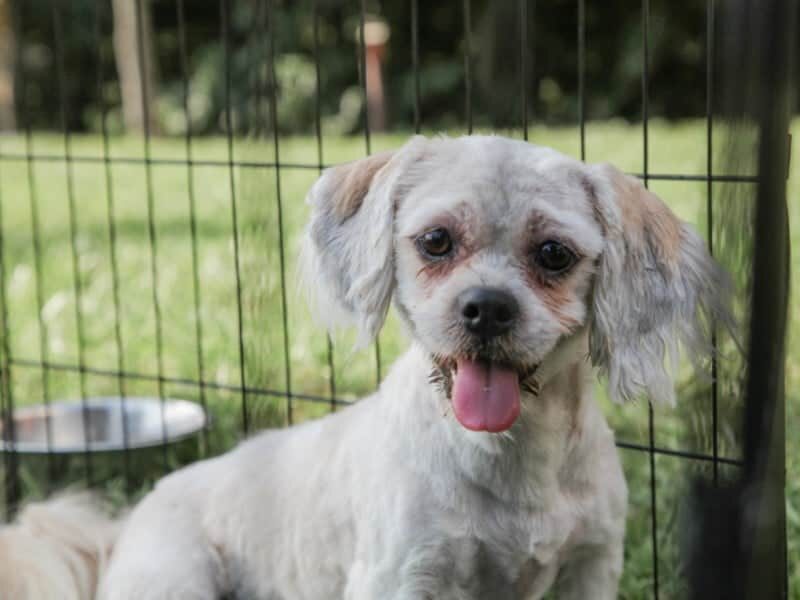 Lorelei, our Lhasa Apso dam at Rocky Top Puppies in Kentucky.