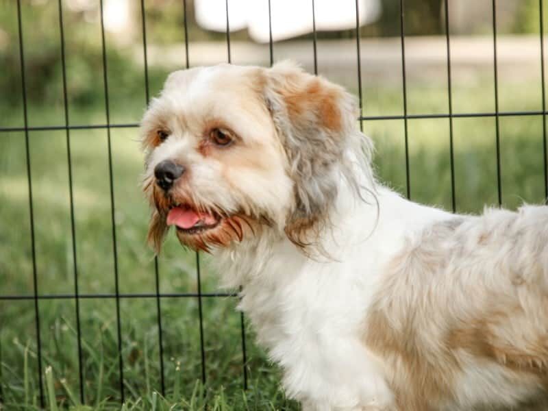 Tiffany, our Lhasa Apso dam in Kentucky.