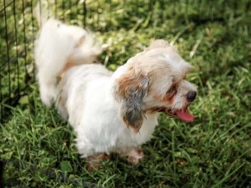 Tiffany, our Lhasa Apso dam in Kentucky.