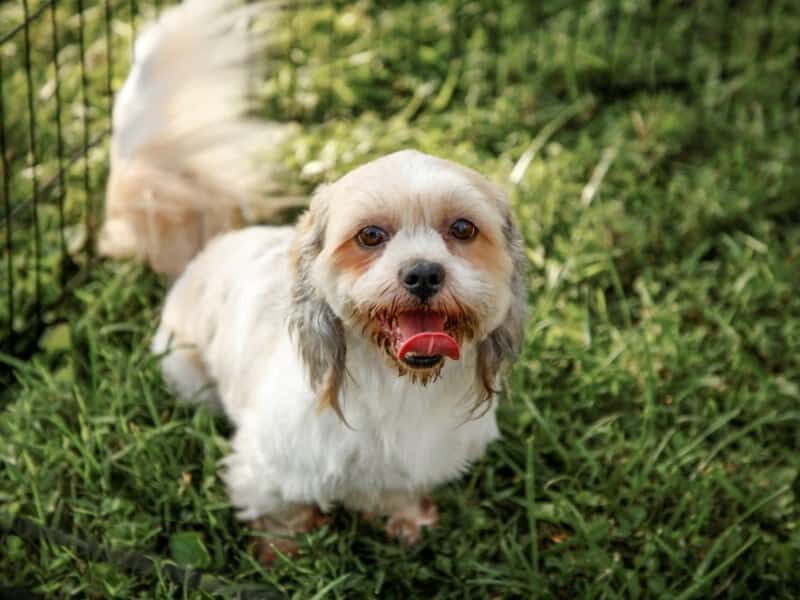 Tiffany, our Lhasa Apso dam in Kentucky.