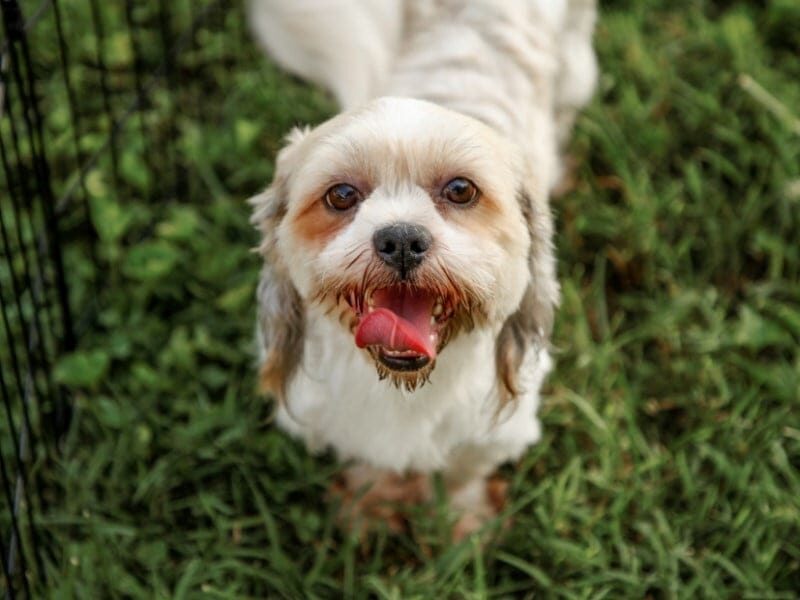 Tiffany, our Lhasa Apso dam in Kentucky.