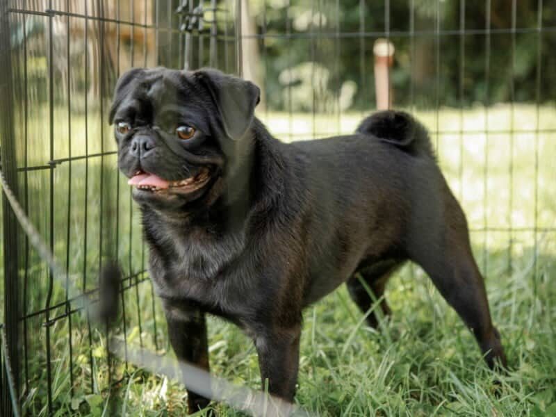 Ember, our Pug dam at Rocky Top Puppies in Kentucky.
