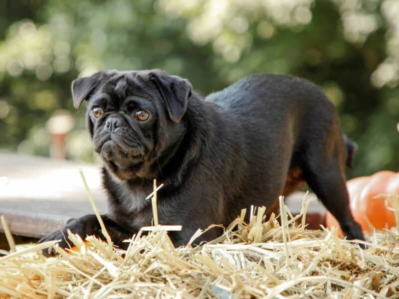 Ember, our Pug dam at Rocky Top Puppies in Kentucky.