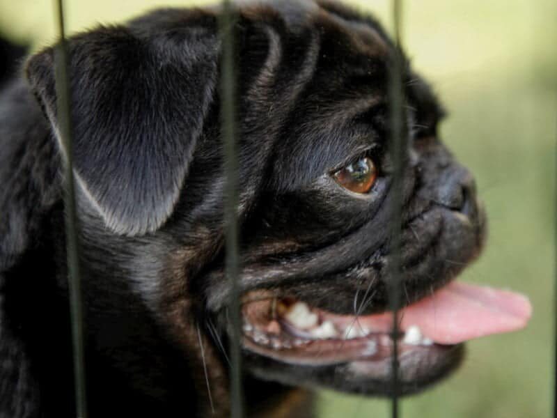 Ember, our Pug dam at Rocky Top Puppies in Kentucky.