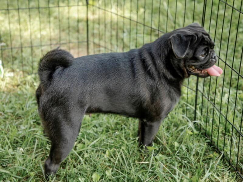 Ember, our Pug dam at Rocky Top Puppies in Kentucky.