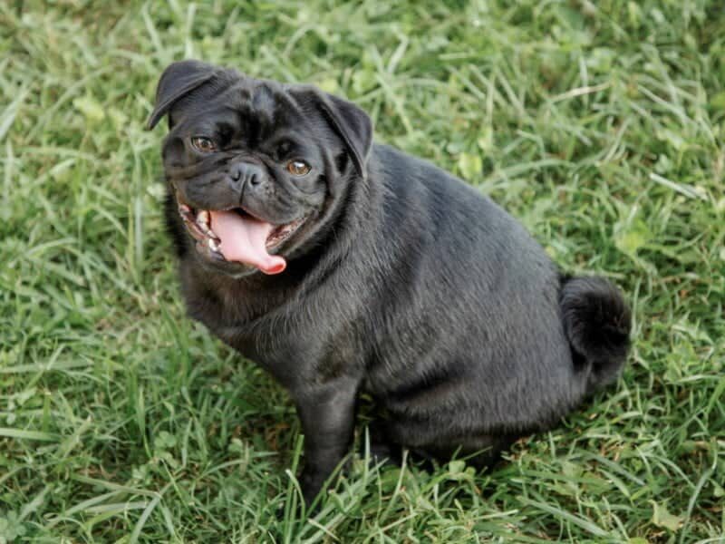 Ember, our Pug dam at Rocky Top Puppies in Kentucky.