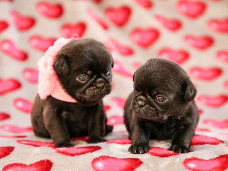 Butch-Mela Pug image