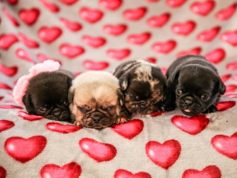 Butch-Mela Pug image