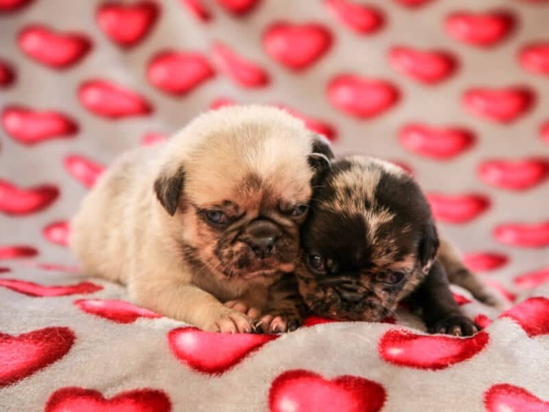 Butch-Mela Pug image