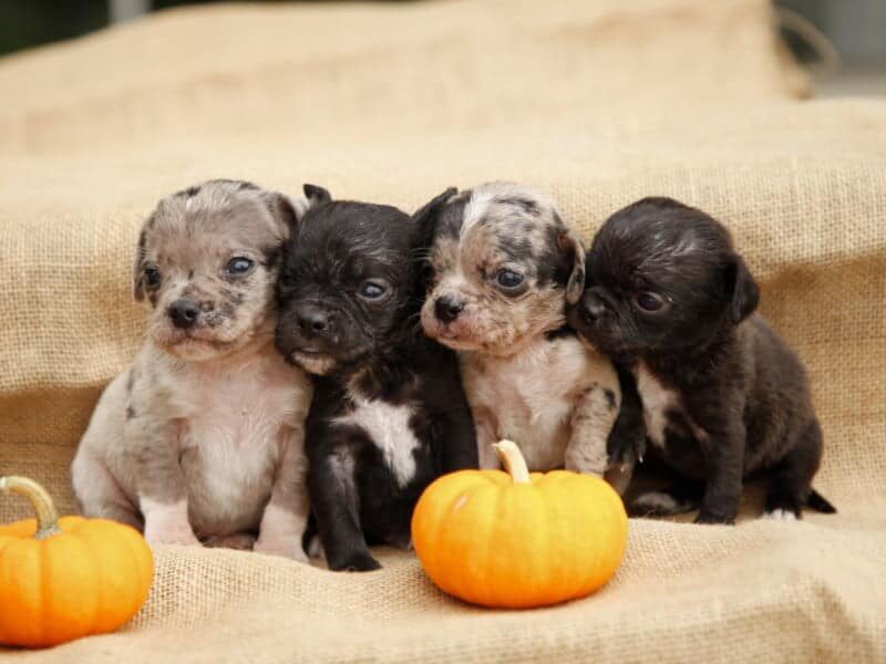 Duke-Lil-Ann Puggle image