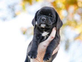 Photo of Darby