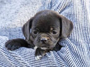 Photo of Lily