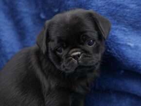 Bella at Rocky Top Puppies