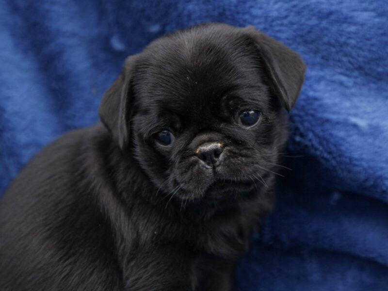Bella, a Pug puppy at Rocky Top Puppies in Kentucky.