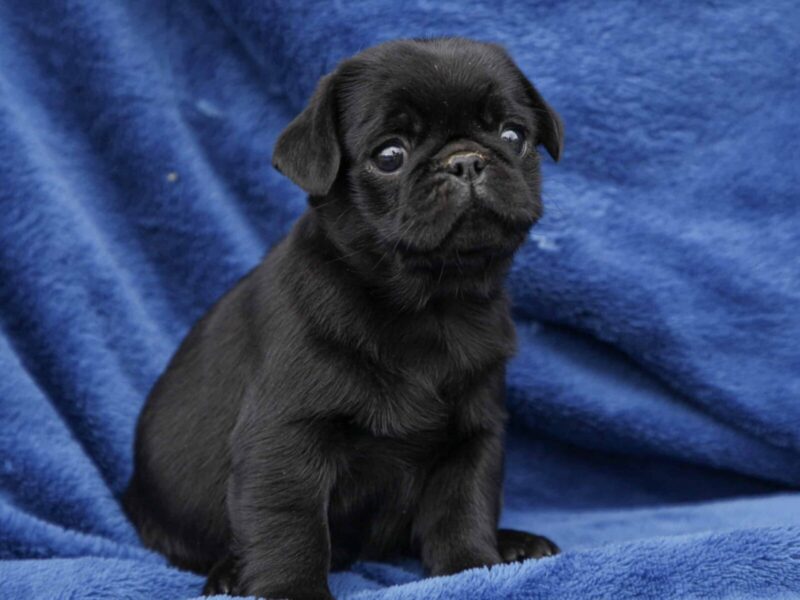 Bella, a Pug puppy at Rocky Top Puppies in Kentucky.