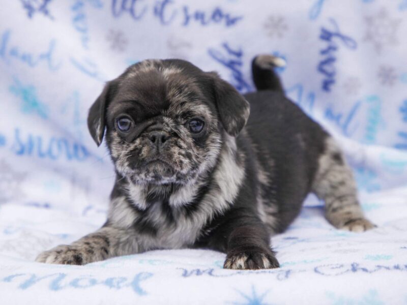 Billy, a Pug puppy at Rocky Top Puppies in Kentucky.