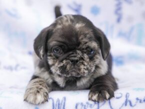Billy at Rocky Top Puppies