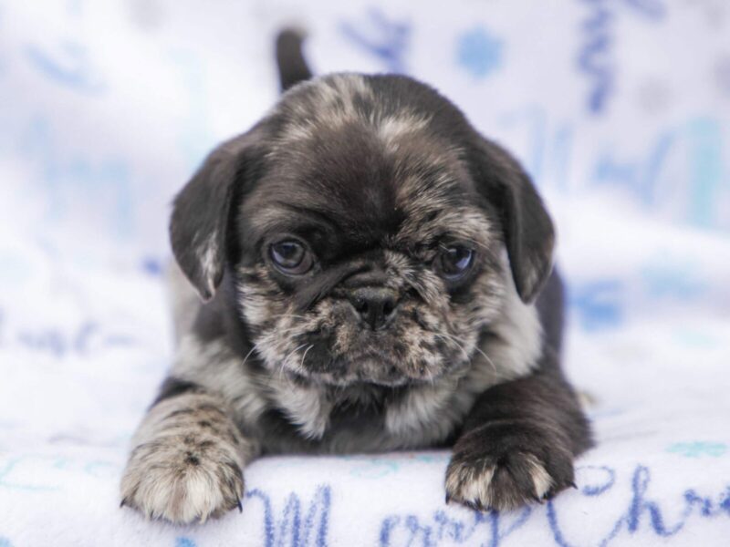 Billy, a Pug puppy at Rocky Top Puppies in Kentucky.
