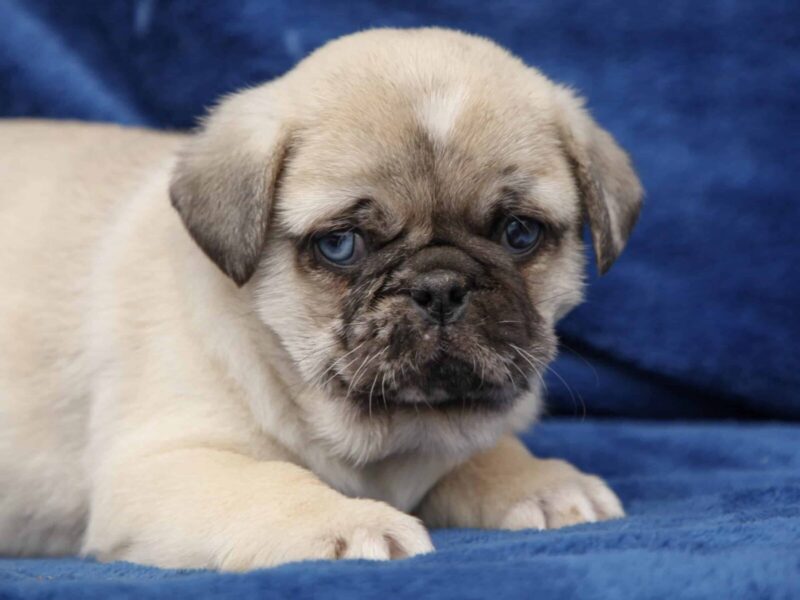 Blaze, a Pug puppy at Rocky Top Puppies in Kentucky.