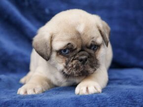 Blaze at Rocky Top Puppies