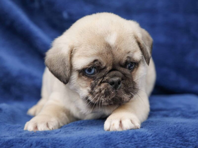 Blaze, a Pug puppy at Rocky Top Puppies in Kentucky.