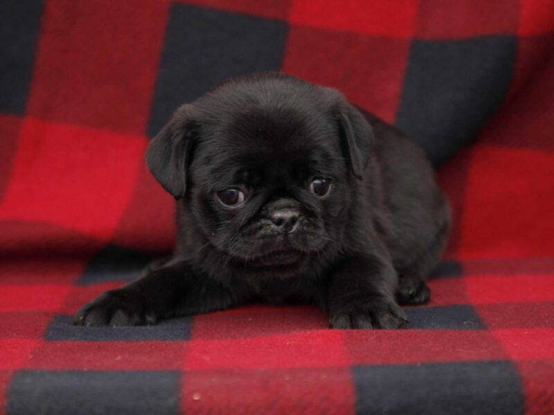 Brooke, a Pug puppy at Rocky Top Puppies in Kentucky.