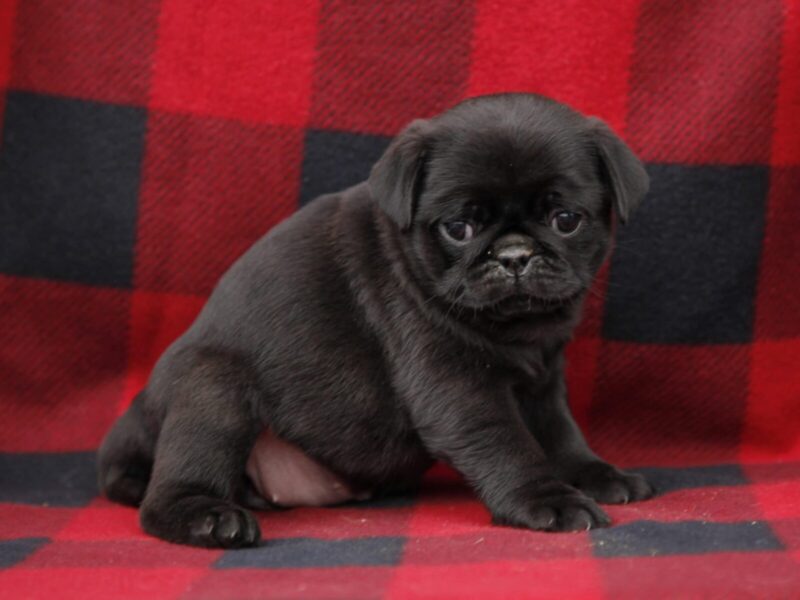 Brooke, a Pug puppy at Rocky Top Puppies in Kentucky.