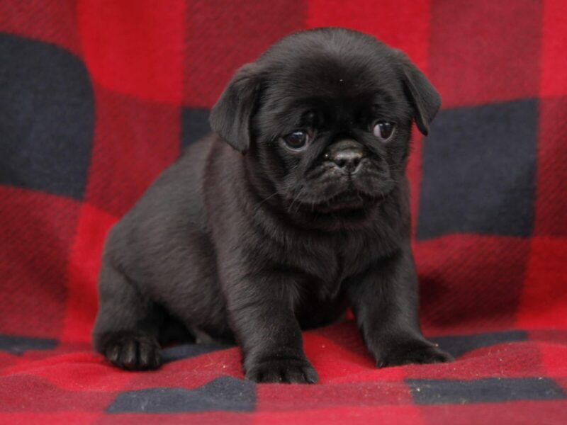 Brooke, a Pug puppy at Rocky Top Puppies in Kentucky.